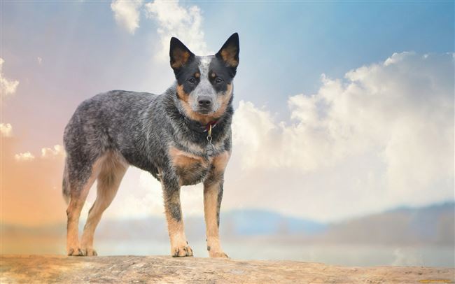 Австралийский хилер собака. Описание, особенности, цена и уход за породой австралийский хилер
