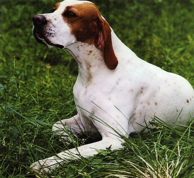 Английский пойнтер собака. Описание, особенности, виды, уход и цена породы