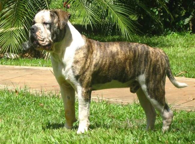 Бразильский бульдог собака. Описание, особенности, виды, уход и цена породы