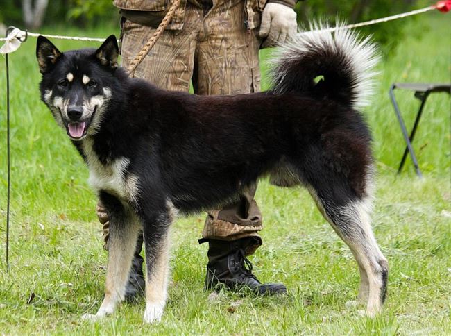 Восточно-сибирская лайка: фото собаки, характеристика породы