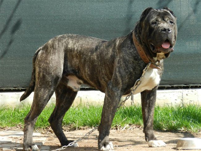 Мощная, сильная собака из Испании – Канарский дог
