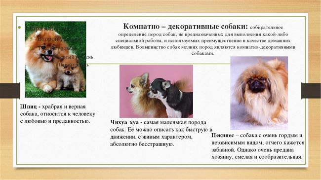 Проект породы собак